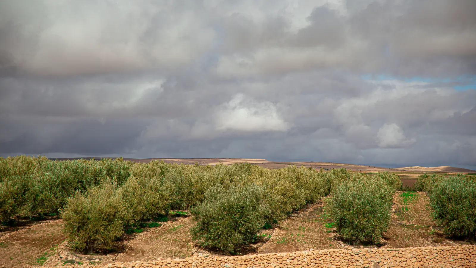 Rows of cultivated olive trees on a Mediterranean hillside under a wide sky