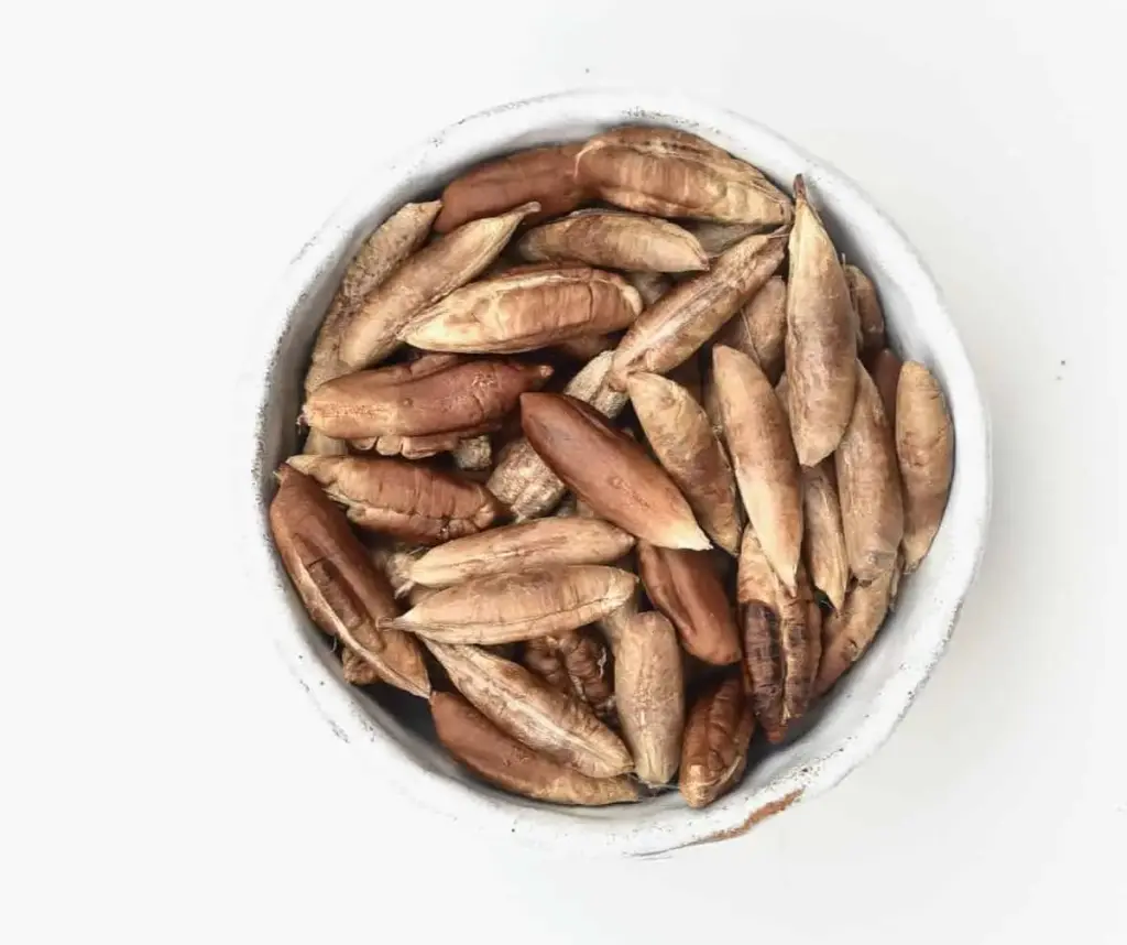 Date seeds in bulk for wholesale supply by Fovarya