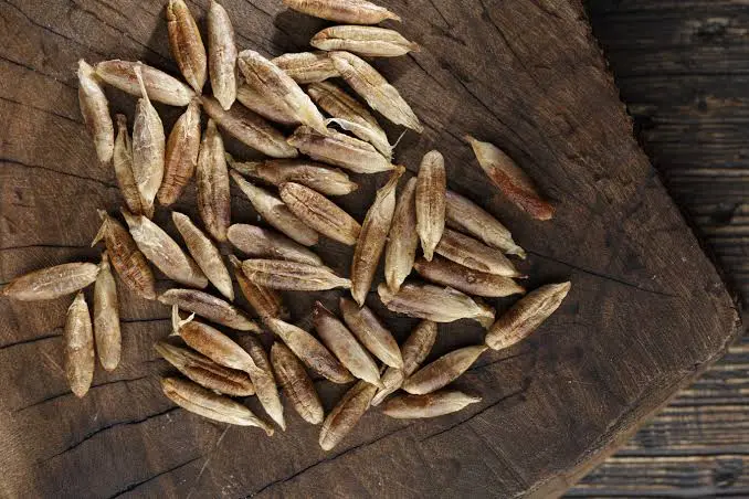 Bulk date seeds for wholesale supply by Fovarya