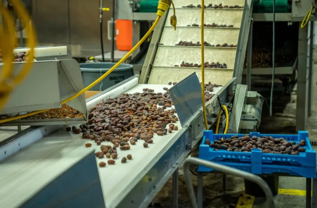 Dates moving along a processing line
