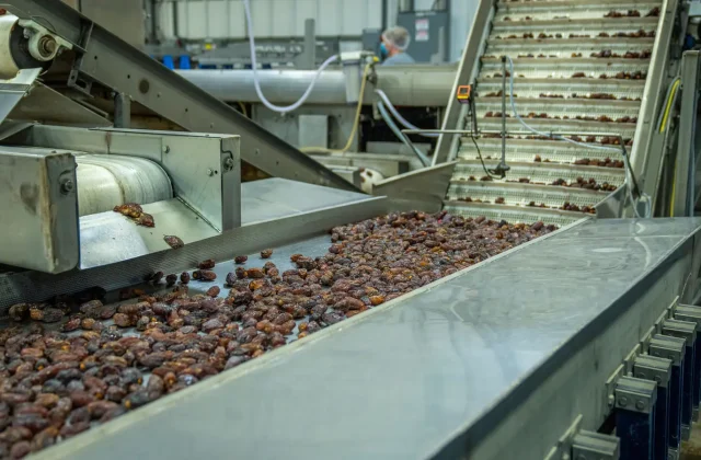 Dried dates moving along a grading conveyor in a processing plant