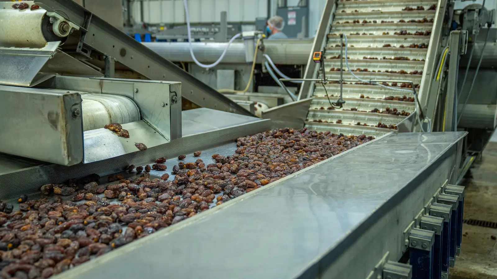 Dried dates moving along a grading conveyor in a processing plant