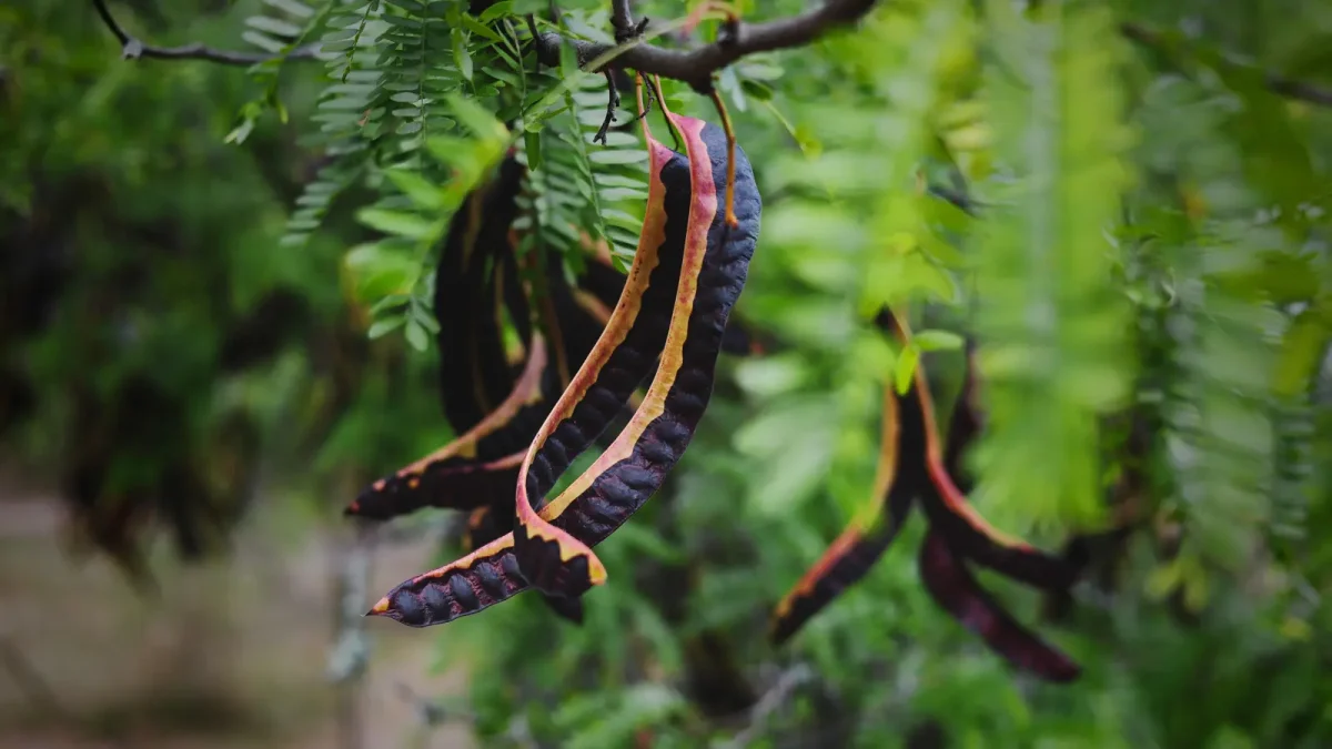 Carob pods ripening on the tree