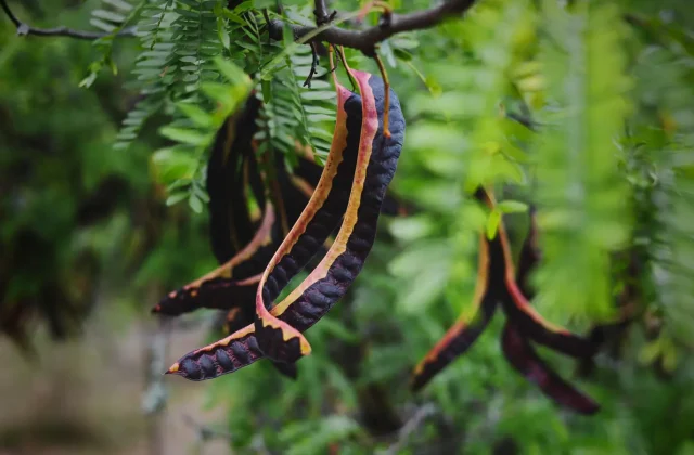 Carob pods ripening on the tree