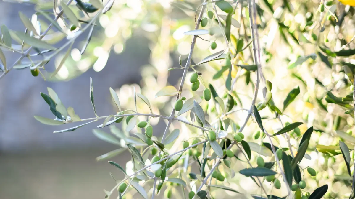 Olives ripening on the branch