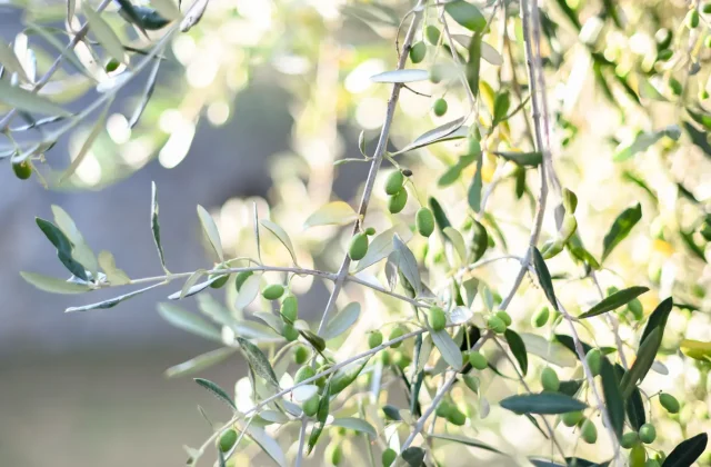 Olives ripening on the branch