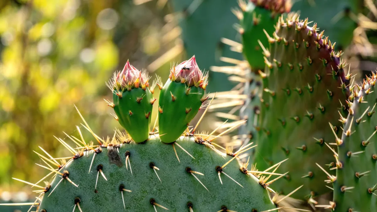 Ripe prickly pear fruit on a cactus