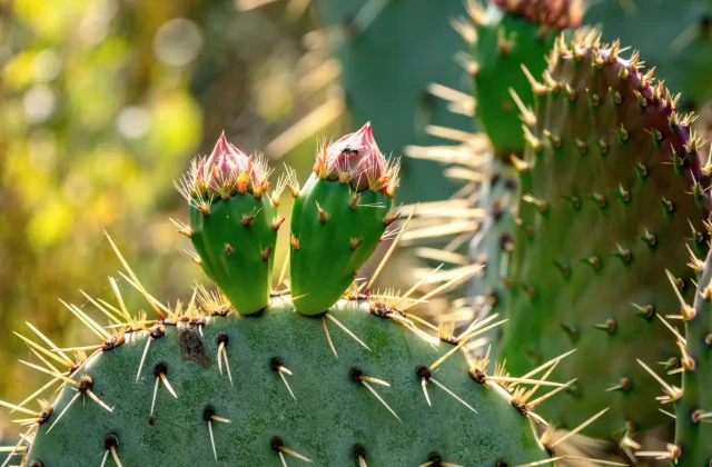 Ripe prickly pear fruit on a cactus