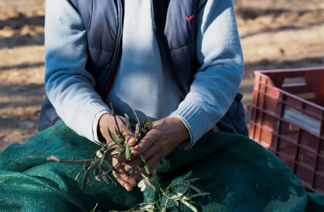 A worker sorting freshly harvested olives into crates