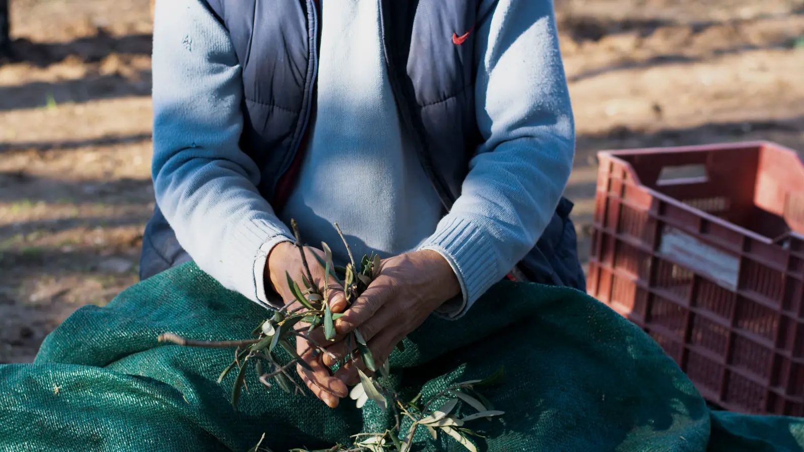 A worker sorting freshly harvested olives into crates