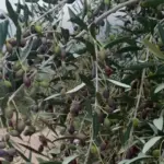 Ancestral olive tree in Gafsa, Tunisia