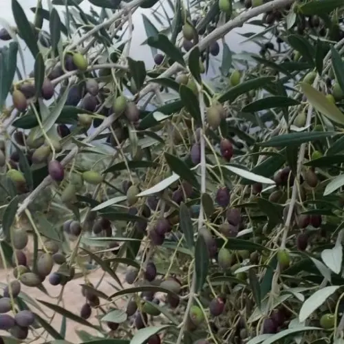 Ancestral olive tree in Gafsa, Tunisia