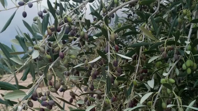 Ancestral olive tree in Gafsa, Tunisia
