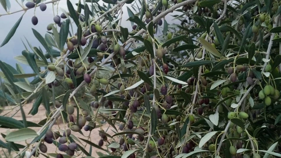 Ancestral olive tree in Gafsa, Tunisia